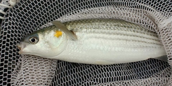 stanbul Boaz'nda kefal bolluu