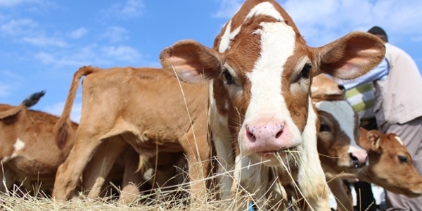 Kurbanl�klar pazara indi