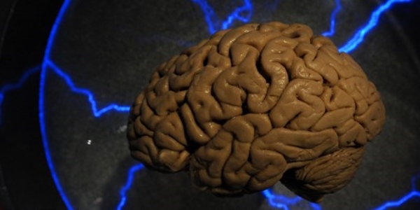 Laboratuvarda insan beyni �retildi