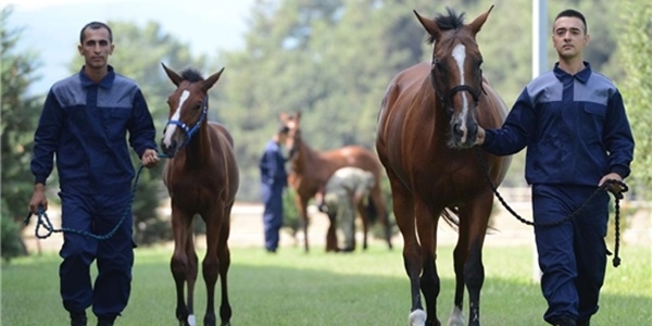 S�vari atlar� Bursa'da yeti�tiriliyor