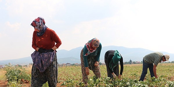 'Fiyatı altınla ölçülen ürün'de hasat zamanı