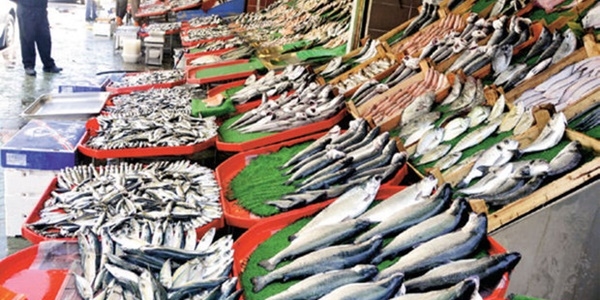 Palamut ve istavrit bol olacak