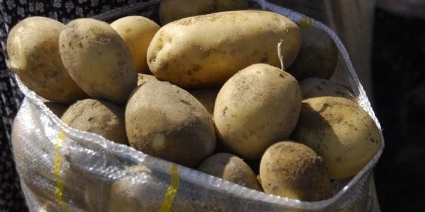 Patates'te rekolte beklentisi yüksek, fiyatlar yüksek olmayacak