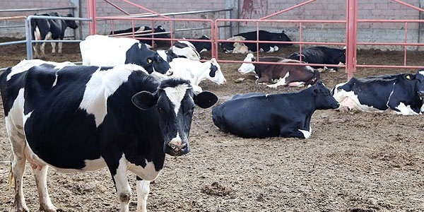 'Et fiyatları embriyo transferi ile düşebilir'