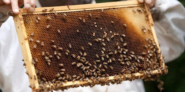 Anzer bal�nda 2 tonluk rekor �retim