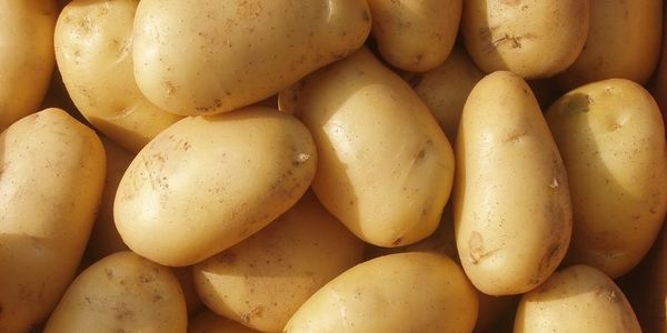 Patates reticilerini 'Mildiy' vurdu