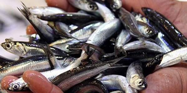 Hamsi avı erken başladı