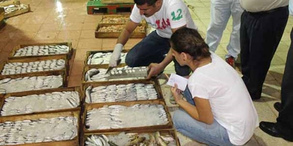 2 bin 300 kilogram balığa el konuldu