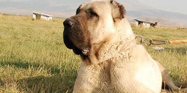 Cumhurba�kan�na hediye edildi talep artt�