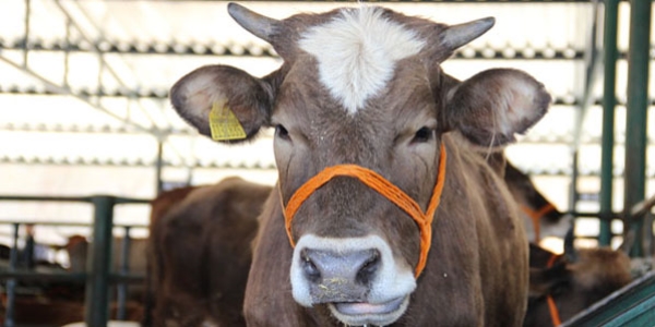 Ter�r olaylar� hayvan pazarlar�n� etkiledi