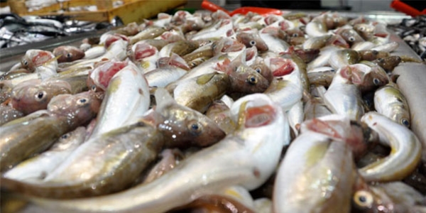 Marmara'da palamut bereketi