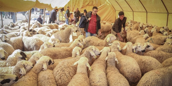 Kurban pazarlar�nda doland�r�c�lar�na dikkat!