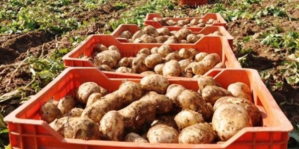 Patateste midily� tart��mas�