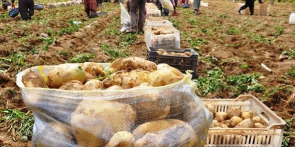 Patates'deki mildiyö hastalığı sebzenin içini çürütüyor