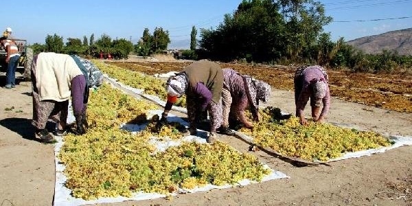 Motorinle üzüm kurutma iddialarına tepki