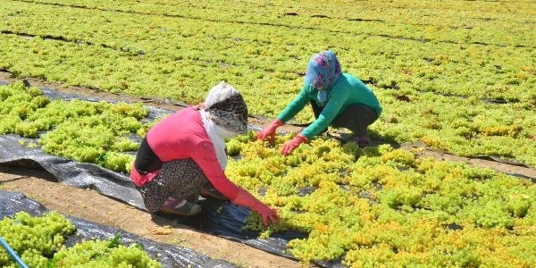 Fındığın, kayısının başına gelen kuru üzümde yaşanıyor