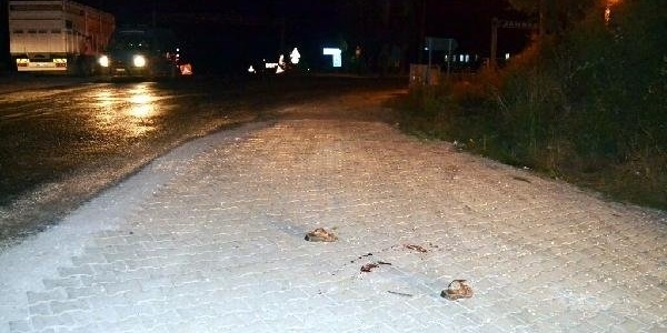 Karakoldan çıkmasını bekleyip av tüfeğiyle öldürdü