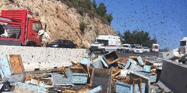 Arı yüklü kamyon devrildi! 100'ün üzerinde kişi hastanelik