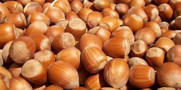 'F�nd�k fiyat� 15 liraya ula�acak'