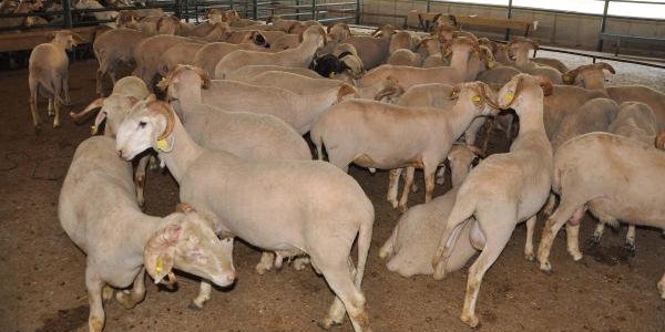 Kurbanlık fiyatlarında terör artışı