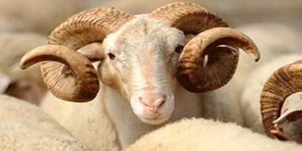 Kurban Bayramı'nda helal kesimin incelikleri