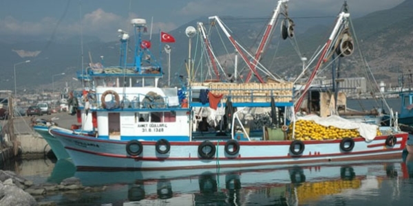 Karadeniz'de trol ile avcılık sezonu açıldı
