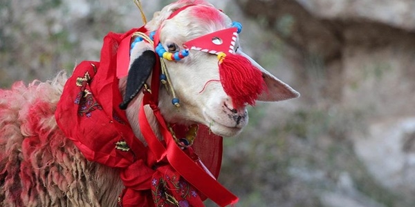 Vatanda�lar kurban pazarlar�nda k���kba� kurbanl�klara y�neldi