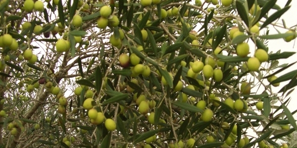 T�rkiye genelinde toplam 167 milyon zeytin a�ac� var