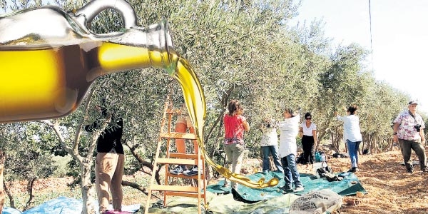 Zeytinya��nda fiyat 'doydu'