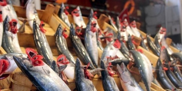 Palamut, bal�k��lar�n beklentisini kar��layamad�