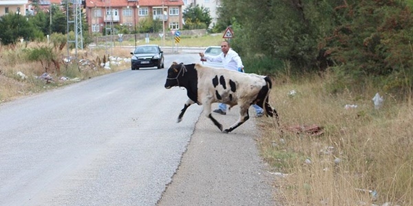 Kaçan kurbanlıklar sahiplerine ve görevlilere zor anlar yaşattı