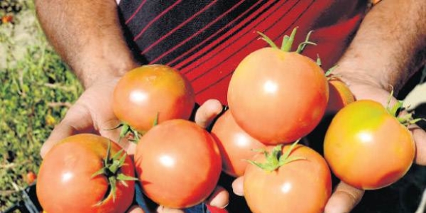Terör olayları Güneydoğu'da domatesi vurdu
