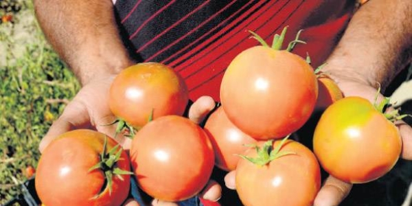 Terr olaylar Gneydou'da domatesi vurdu