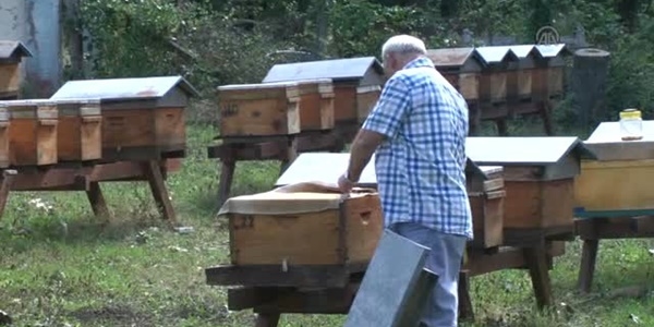 Kestane balı fiyatları cep yakıyor