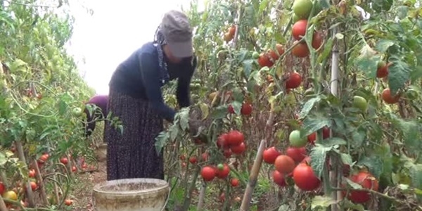 Domates, tarlada 40 kuruşa alıcı bulamıyor