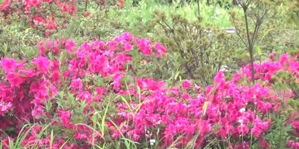 Tıbbi aromatik bitkilerin kıymetini bilmiyoruz