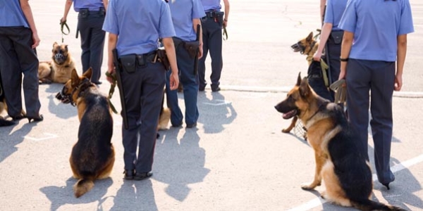 Özel güvenlik hizmetlerinde köpek kullanılabilecek