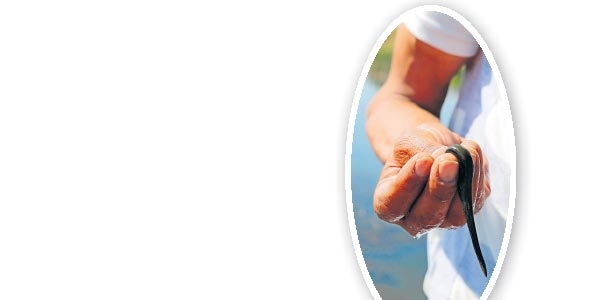 Sülük toplayana 38 bin lira ceza