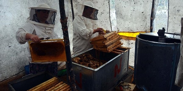 'Rekolte kayb� �am bal� fiyatlar�n� etkileyecek'