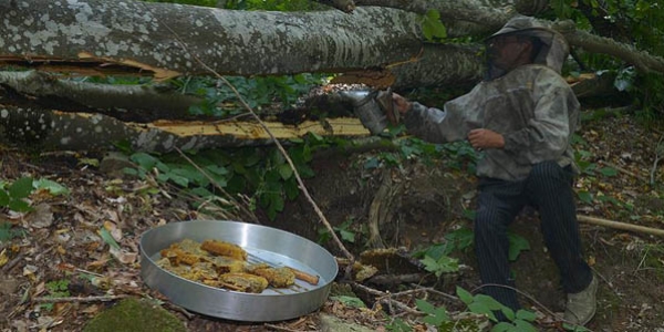 Yaban ar�lar� yap�yor onlar hasat ediyor