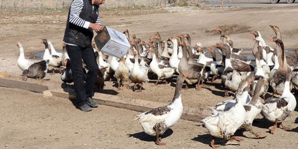 Kazlar lezzet düşkünleri için besiye alındı