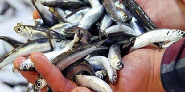 Hamsi fiyat� d��m�yor