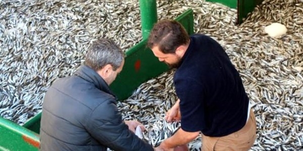 Kilosu 1 liraya satılan 10 ton hamsi 2 saatte tükendi
