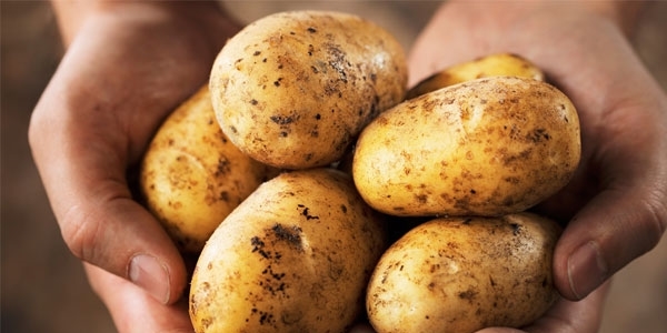 Patates fiyatnda anormal art olmayacak