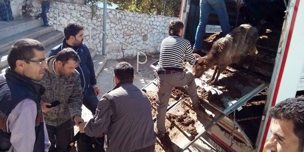 Karaman'da isiz madencilere 3 bin 21 kkba hayvan