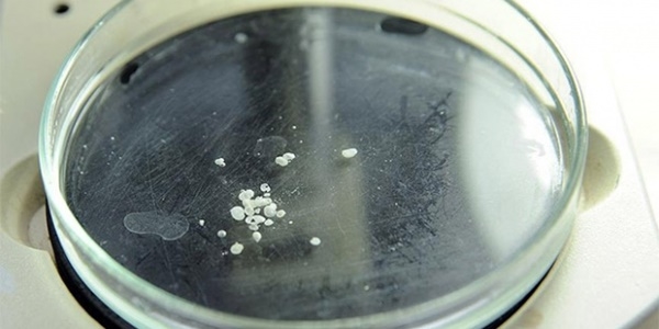 'Soyu t�kendi' denilen canl� Anadolu'da bulundu