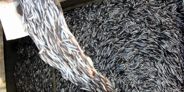 Hamsi bol olunca bal�k��lar�n y�z� g�ld�