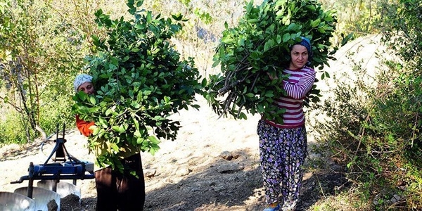 Defne yaprağı orman köylüsüne 'ekmek kapısı' oldu
