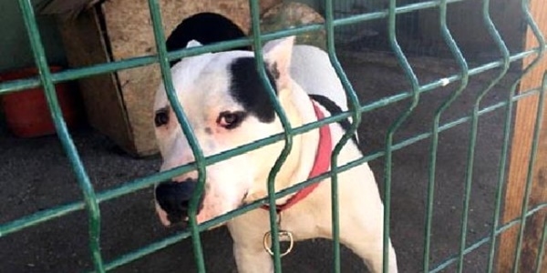 Facebook'tan pitbull satışına 5 bin lira para cezası