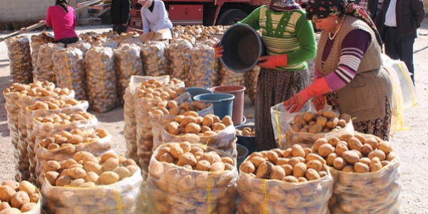 Patatesin bollu�u �reticiyi sevindirmedi